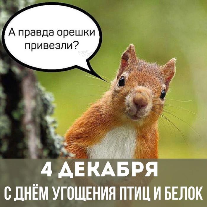 Более 3 000 работ на тему «Fox Squirrel»